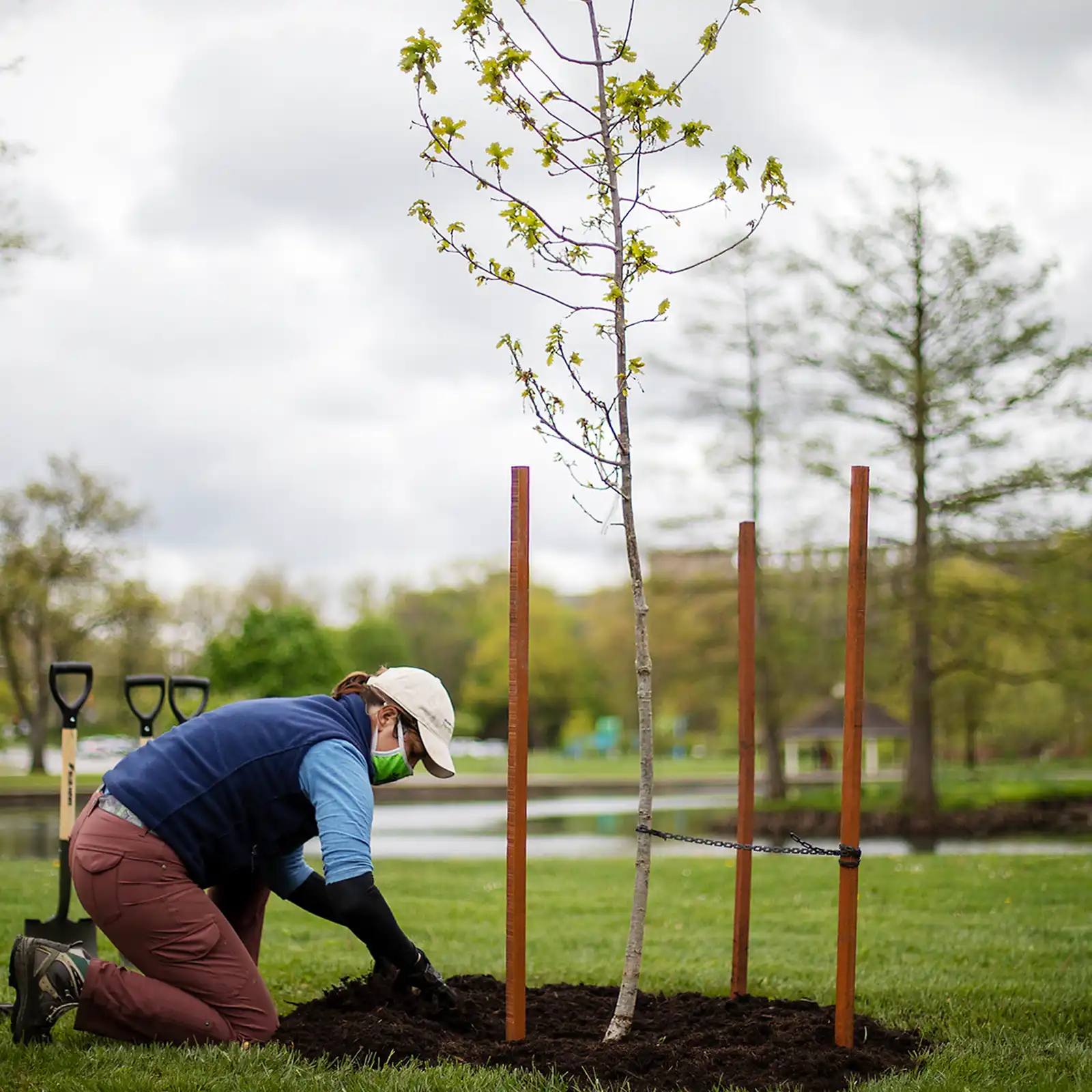 Tree Planting 