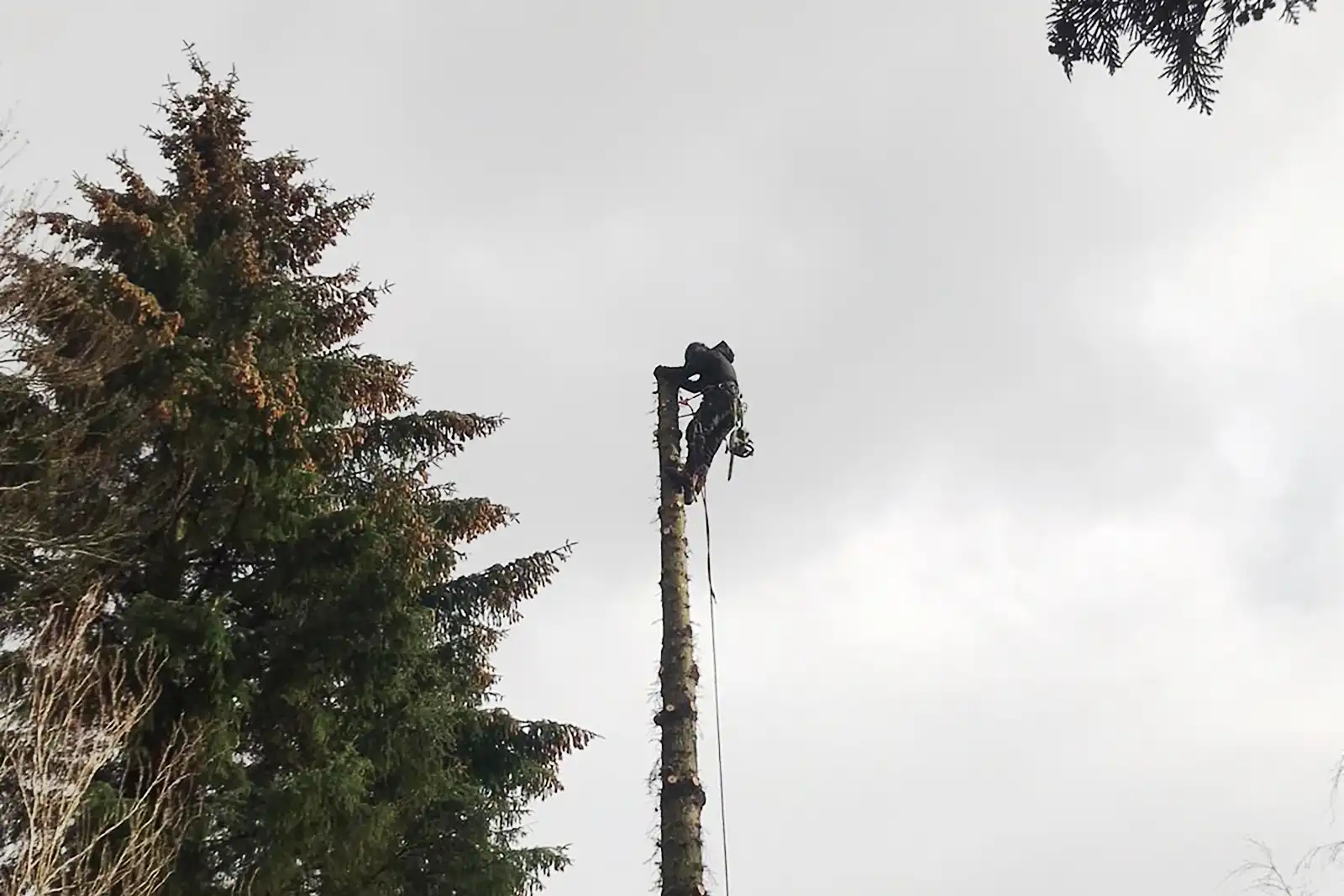 Tree Removal