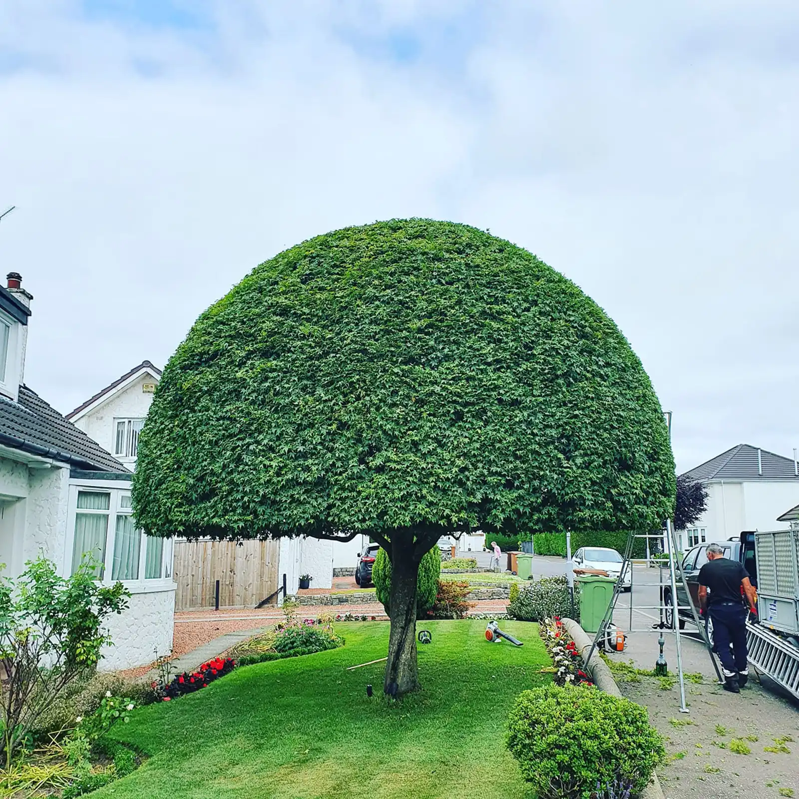 Specialist Tree Pruning