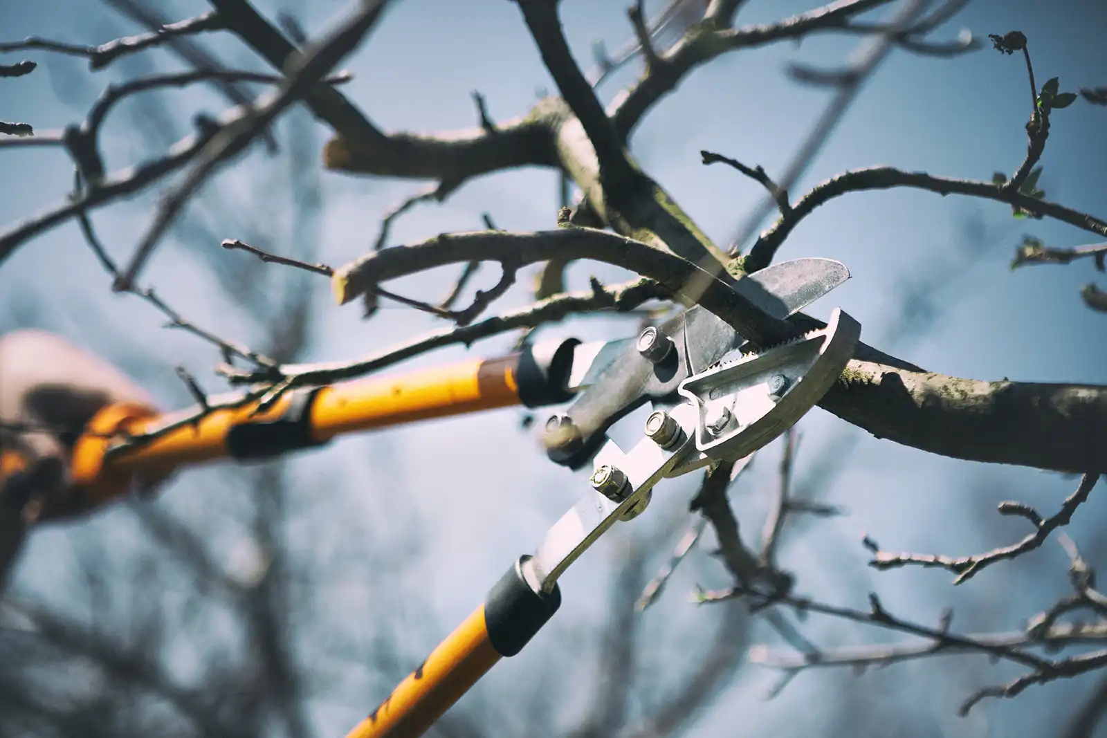 Tree Pruning & Maintenance