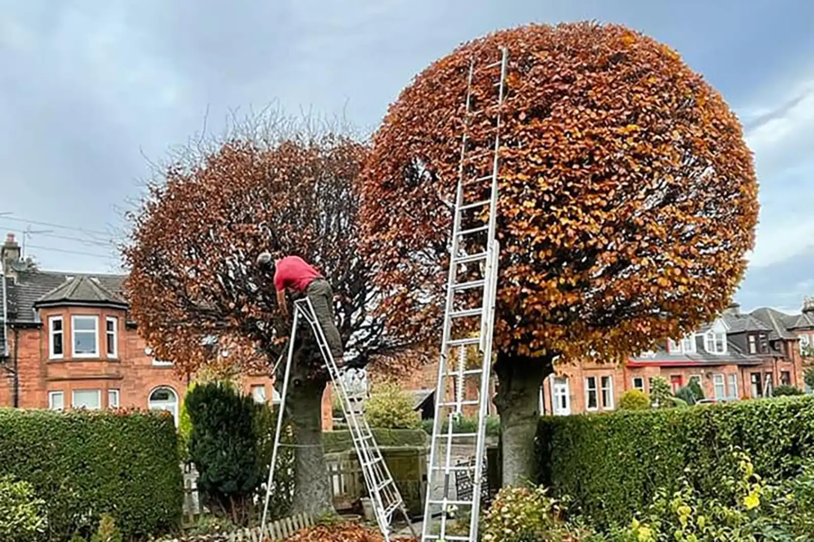 Tree Pruning & Maintenance