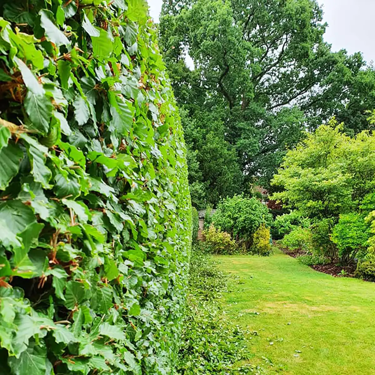 Garden Hedge Trimming