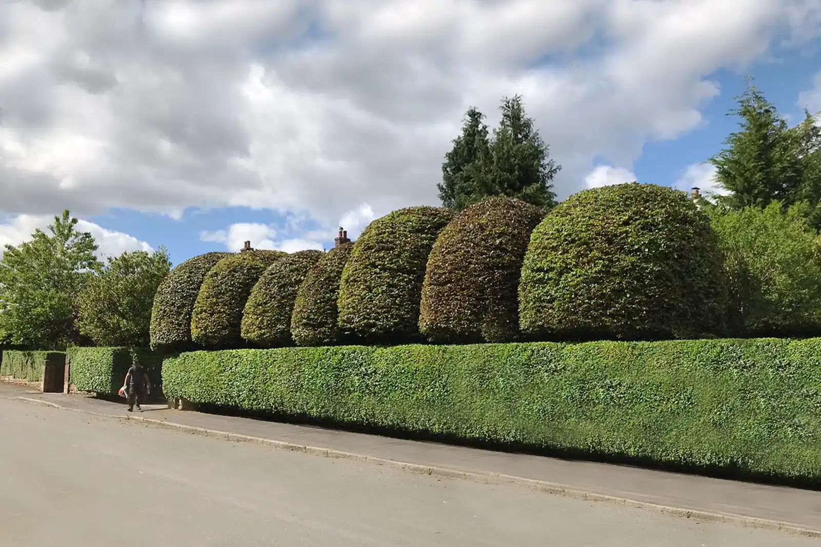 Hedge Cutting & Maintenance