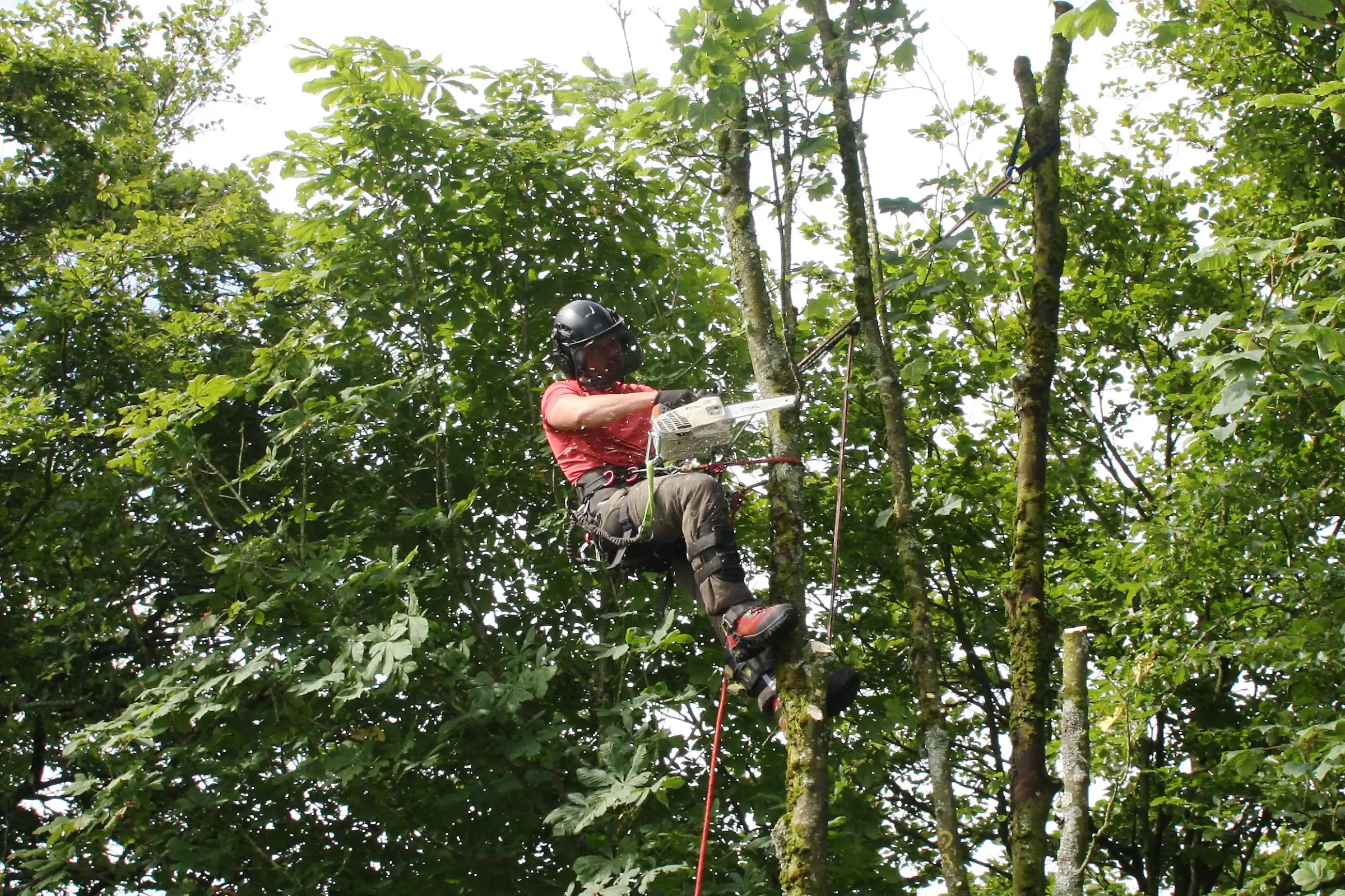 Tree Surgeon Newton Mearns