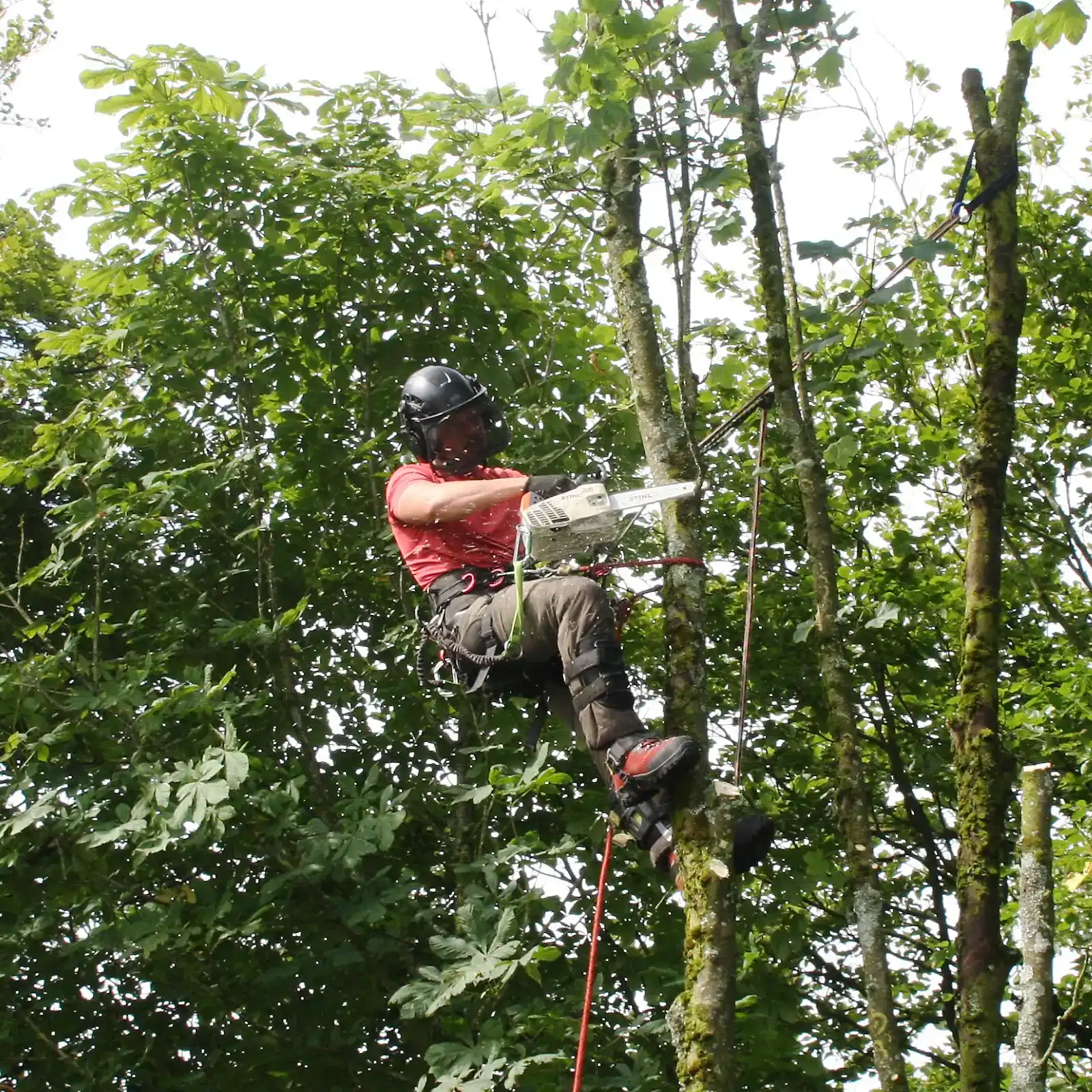 Tree Removal 