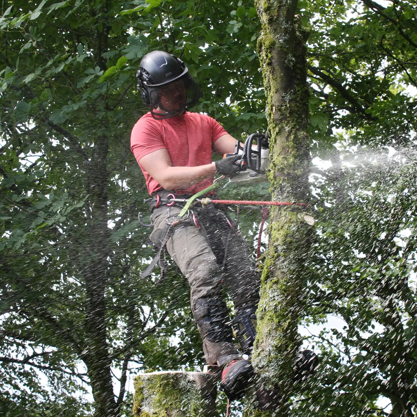 Tree Removal