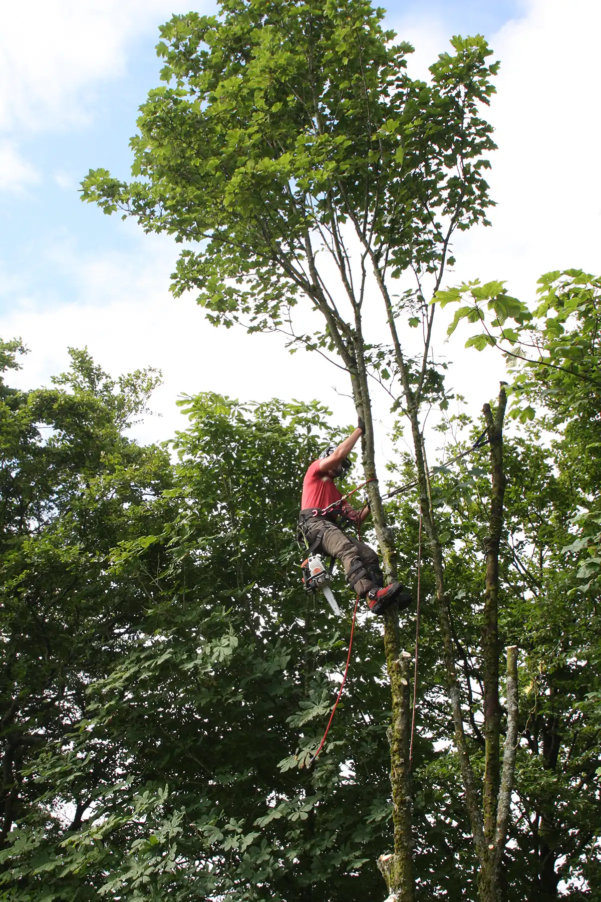 Tree Reduction