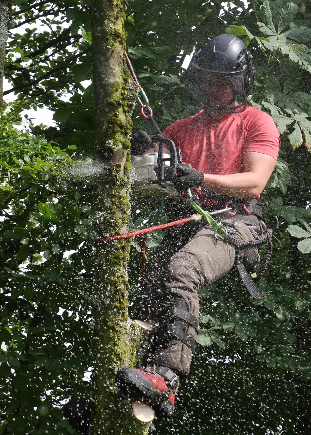 Tree Surgery