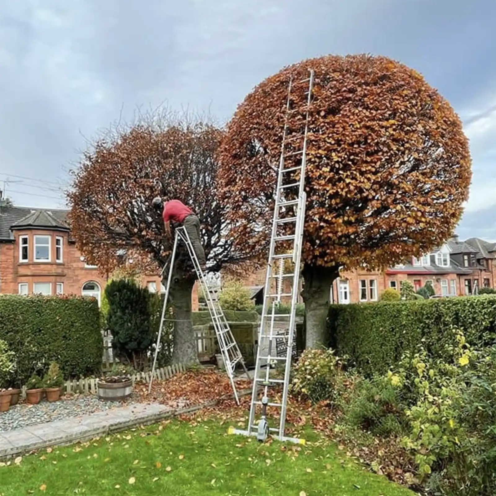 Tree Pruning & Maintenance 